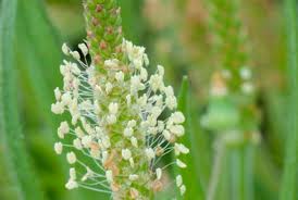 Attēlu rezultāti vaicājumam “Plantago lanceolata flower”