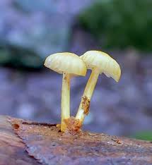 Attēlu rezultāti vaicājumam “Physarum auriscalpium macro”