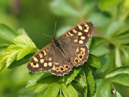 Attēlu rezultāti vaicājumam “Pararge aegeria”