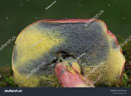 Attēlu rezultāti vaicājumam “Xerocomus rubellus”