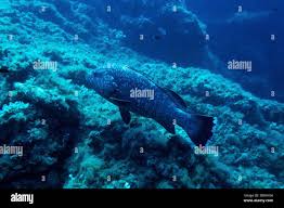 Image result for Mycteroperca rubra