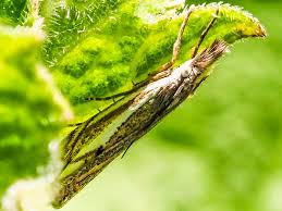 Attēlu rezultāti vaicājumam “Crambus pratella”