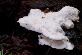 Attēlu rezultāti vaicājumam “Postia stiptica”