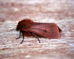 Attēlu rezultāti vaicājumam “Phragmatobia fuliginosa”