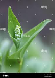 Attēlu rezultāti vaicājumam “Maianthemum bifolium bud”