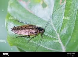 Attēlu rezultāti vaicājumam “Ectobius sylvestris male”