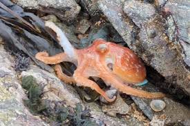 Image result for Octopushy (Croydon Area)
