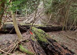 Attēlu rezultāti vaicājumam “Leiocolea rutheana”