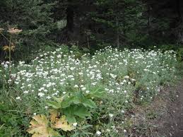 Attēlu rezultāti vaicājumam “Anaphalis margaritacea flower”