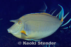 Image result for Naso unicornis