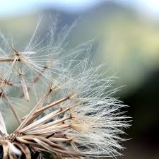 Attēlu rezultāti vaicājumam “Leontodon hispidus fruit”