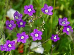 Image result for Legousia speculum-veneris