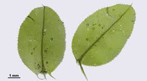 Attēlu rezultāti vaicājumam “Plagiomnium affine”