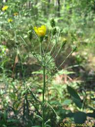 Attēlu rezultāti vaicājumam “Hieracium umbellatum bud”