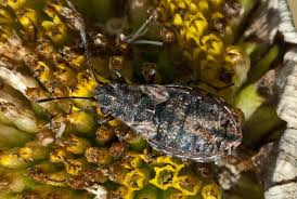 Attēlu rezultāti vaicājumam “Nithecus jacobaeae”