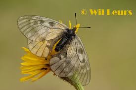 Attēlu rezultāti vaicājumam “Parnassius mnemosyne underside”