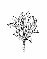 Attēlu rezultāti vaicājumam “Campanula glomerata fruit”