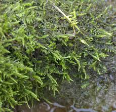 Attēlu rezultāti vaicājumam “Cratoneuron filicinum”