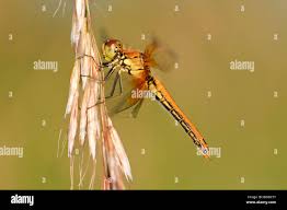 Attēlu rezultāti vaicājumam “Sympetrum flaveolum”
