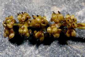 Attēlu rezultāti vaicājumam “Stuckenia filiformis flower”