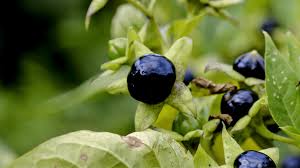 Image result for beladona