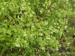 Attēlu rezultāti vaicājumam “Silene baccifera leaf”