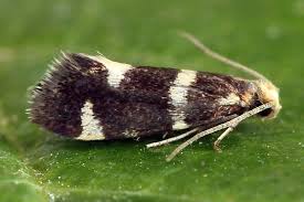 Attēlu rezultāti vaicājumam “Incurvaria praelatella”