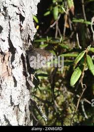 Attēlu rezultāti vaicājumam “Oeneis jutta”