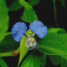Attēlu rezultāti vaicājumam “Commelinaceae”