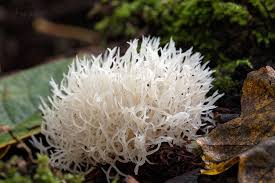 Attēlu rezultāti vaicājumam “Lentaria epichnoa”