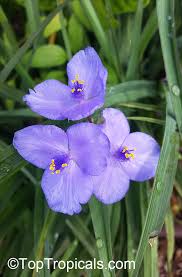 Attēlu rezultāti vaicājumam “Tradescantia virginiana flower”