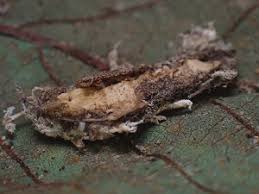 Attēlu rezultāti vaicājumam “Cordyceps polyarthra”