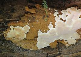 Attēlu rezultāti vaicājumam “Rigidoporus crocatus”