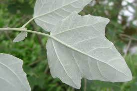 Attēlu rezultāti vaicājumam “Populus alba”