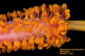 Attēlu rezultāti vaicājumam “Malvaceae”