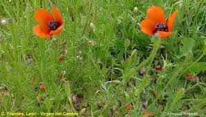 Attēlu rezultāti vaicājumam “Papaver argemone flower”