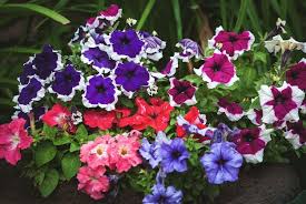 Image result for Petunia hybrida