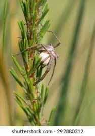 Attēlu rezultāti vaicājumam “Pisaura mirabilis cocoon”