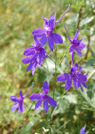 Image result for Consolida regalis