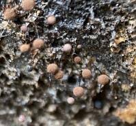 Attēlu rezultāti vaicājumam “Comatricha pulchella”