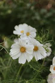 Image result for Schmuckkörbchen