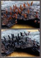 Attēlu rezultāti vaicājumam “Stemonitopsis typhina spores”