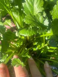 Attēlu rezultāti vaicājumam “Leucanthemum vulgare leaf”