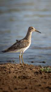 Image result for Calidris melanotos