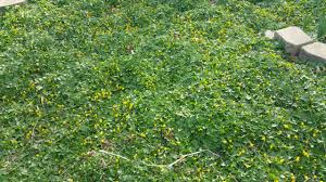 Attēlu rezultāti vaicājumam “Ficaria verna flower”