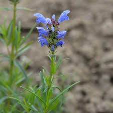 Attēlu rezultāti vaicājumam “Dracocephalum ruyschiana”