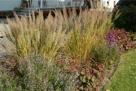 Attēlu rezultāti vaicājumam “Calamagrostis arundinacea”