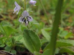 Attēlu rezultāti vaicājumam “Veronica officinalis fruit”