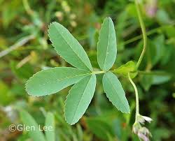 Attēlu rezultāti vaicājumam “Comarum palustre”