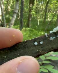 Attēlu rezultāti vaicājumam “Ceratiomyxa porioides spores”